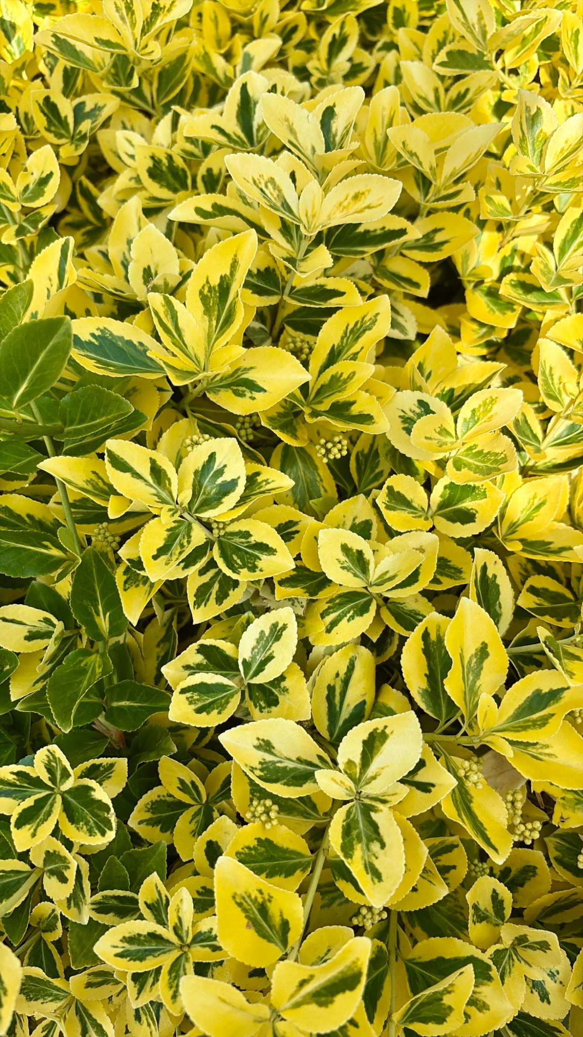 Variegated euonymus in lemon yellow and green