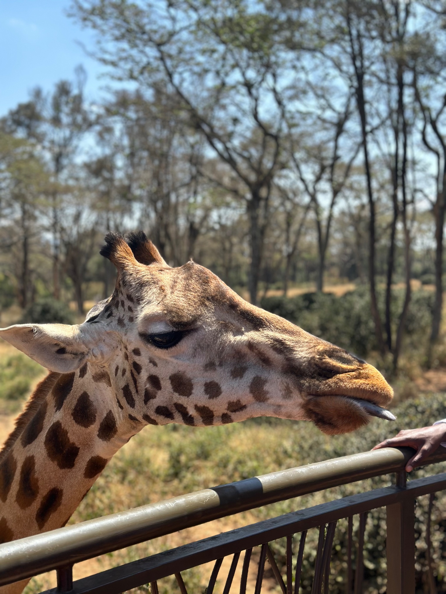 Giraffe leaning over the railing, Nairobi