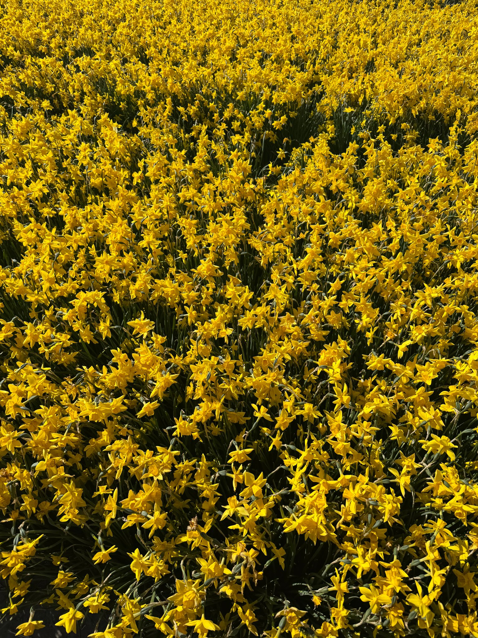 Sea of yellow miniature daffodils
