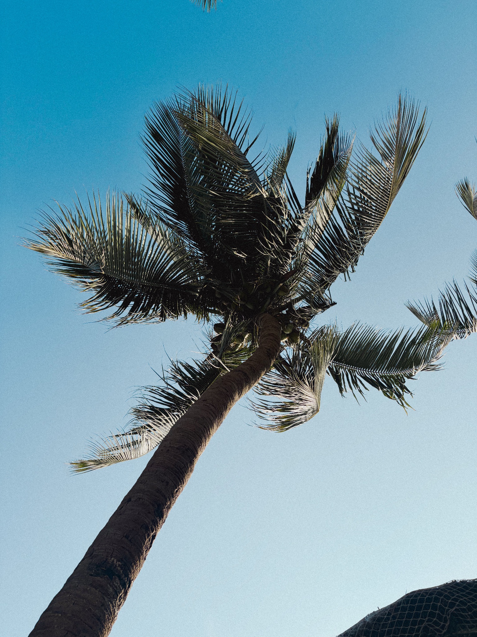 Coconut palm against a blue gradient sky